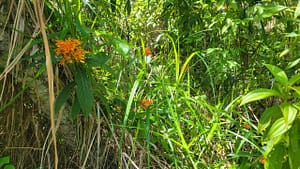 Wildflowers Along the Trail to Cerro Vigia