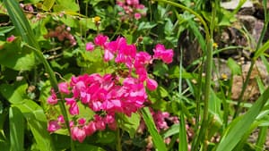 Wildflowers on the Edge of Taboga Town