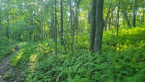 Lots of Ferns Between the Top of Crabtree Falls and the Meadows Lane Parking Lot Above the Falls