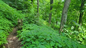 Lush Growth Along Crabtree Falls Trail, George Washington National Forest