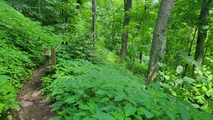 Lush Growth Along Crabtree Falls Trail, George Washington National Forest