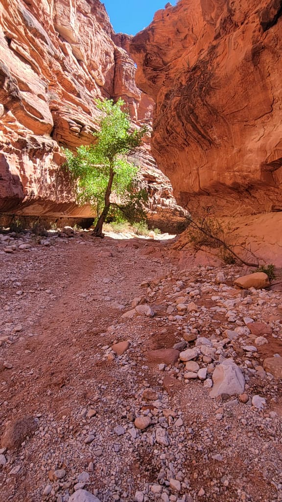 Canyon to Supai Village narrows significantly as you get close.