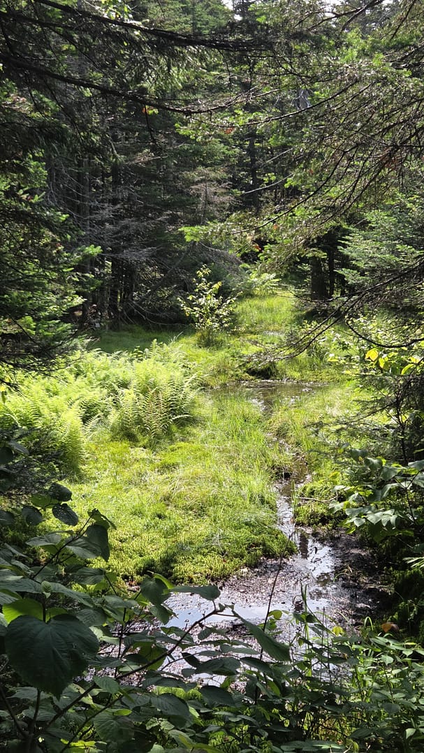 Haystack to Mt Snow Summit Trail