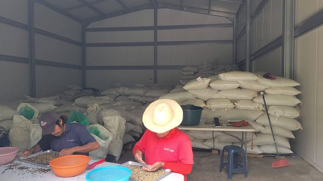 Santa Elena Estate Workers Sorting Coffee