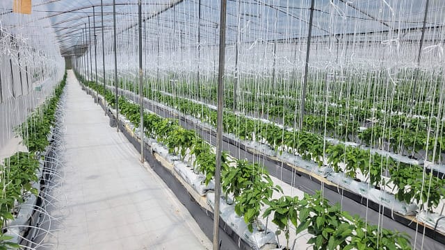 Santa Elena Pepper Plants