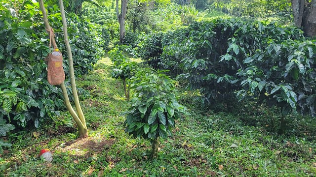 Shade Grown Arabica Coffee Plants at Santa Elena Estate