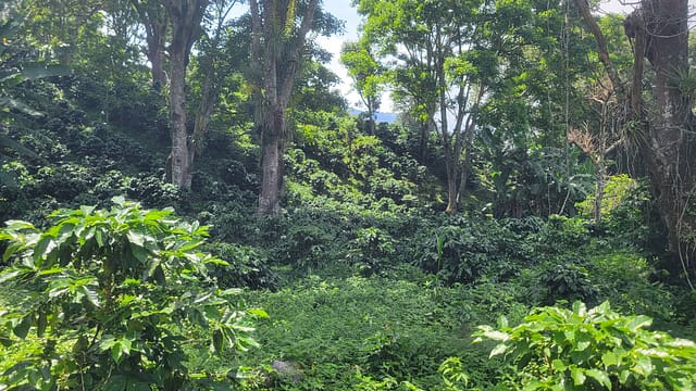 Shade and Biodiversity Produces Great Coffee at Santa Elena Estate