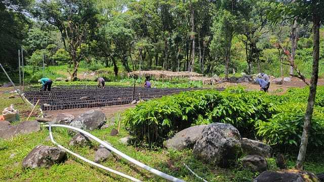 Workers Tending to Young Arabica and Geisha Coffee Plants