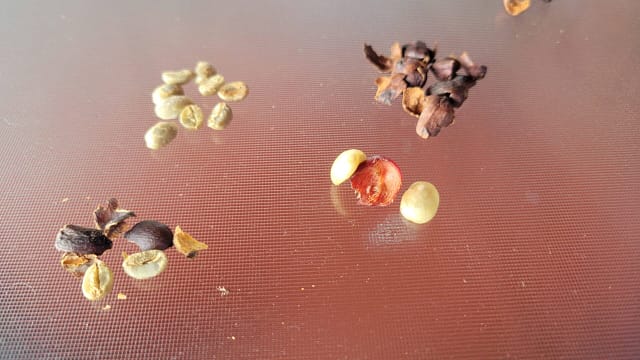 Coffee in Various Stages from Cherry to Dried Coffee