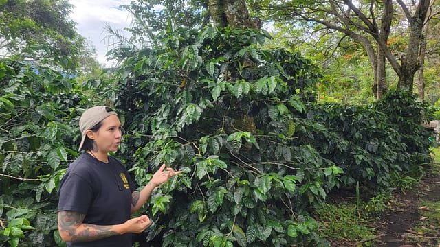 Amy at Finca Dos Jefes Coffee Estate