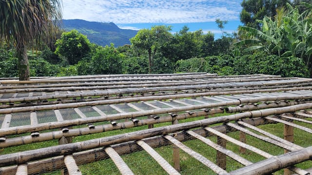 Natural Process for Coffee Production