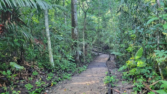 Rainforest Discover Center Path