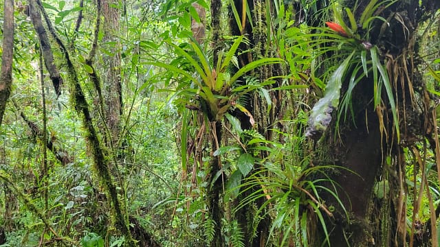 Wild Bromeliad Plants