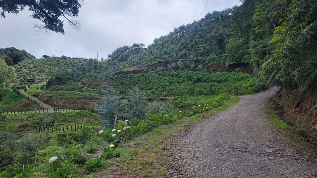 Eucalyptus and Hydrangea Garden