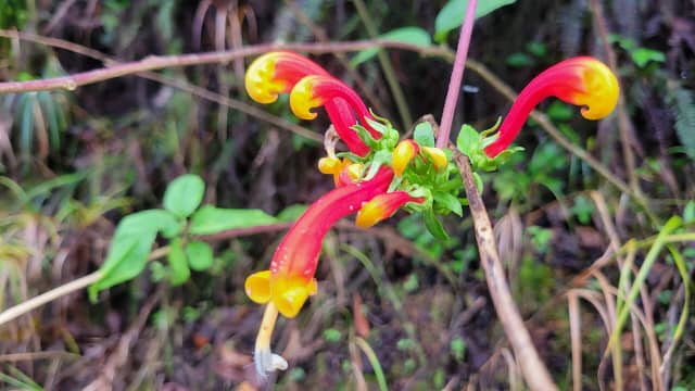 Flowers Along the Roadside