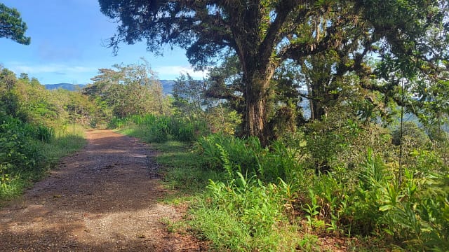 Heading Out of the Cedar Forest