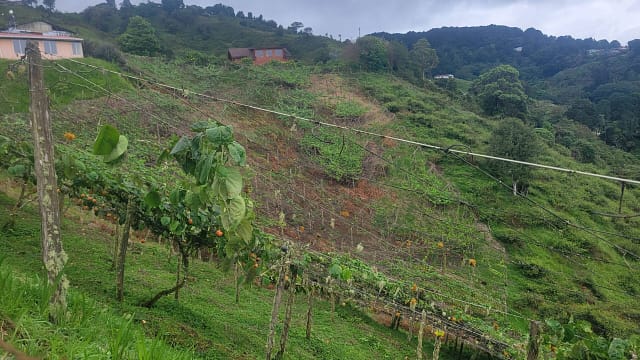 Passion Fruit Grower