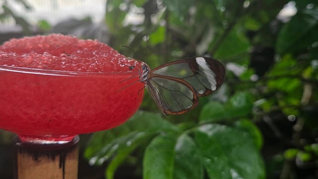 Magic Wings Butterfly Conservatory