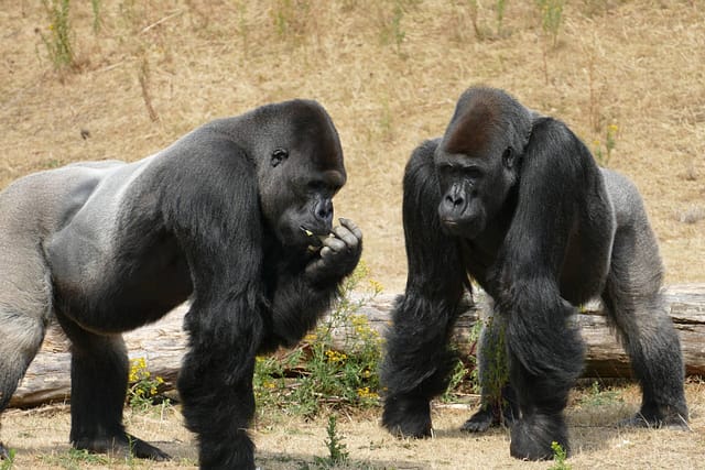 Gorillas, Image by Eveline de Bruin from Pixabay