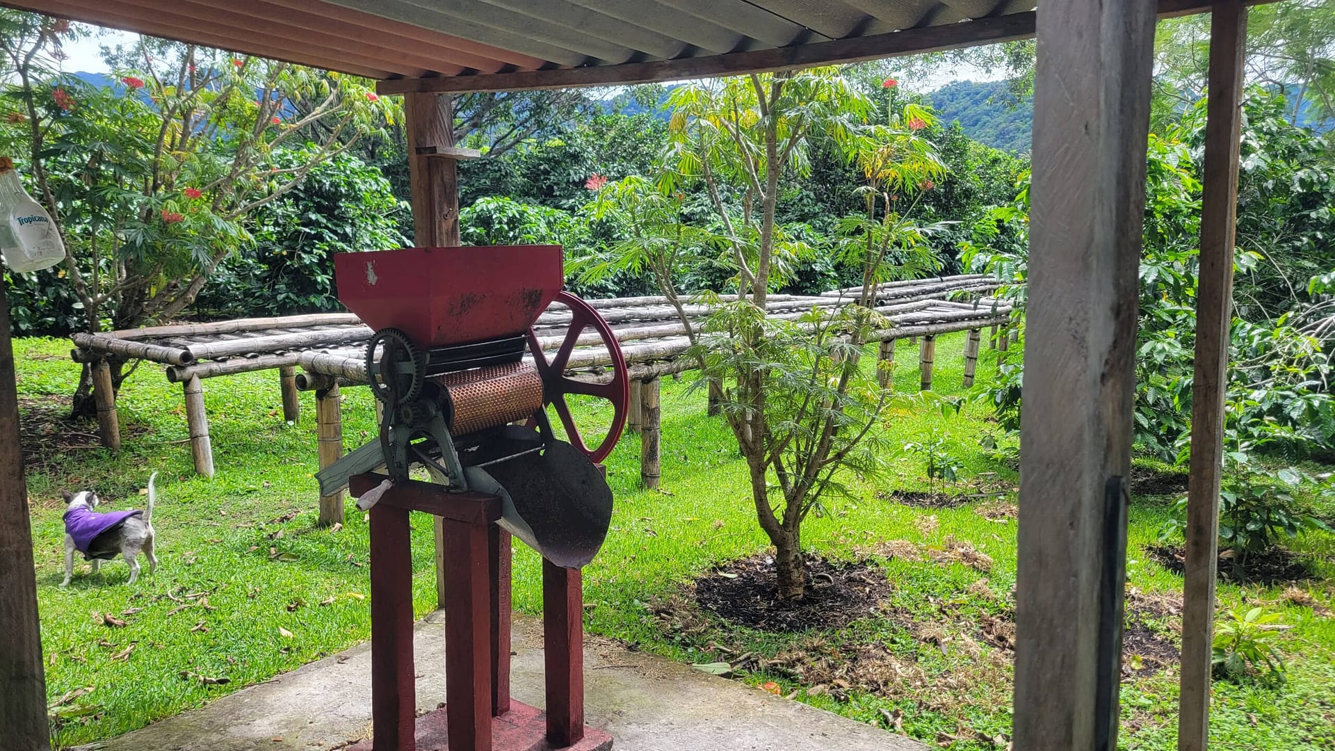 Machine to Remove Coffee Skins